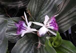 Kaempferia angustifolia 'Laos Silver Stripes' - Peacock Ginger